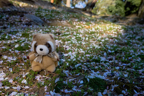 Washinoko in the Cherry Blossoms